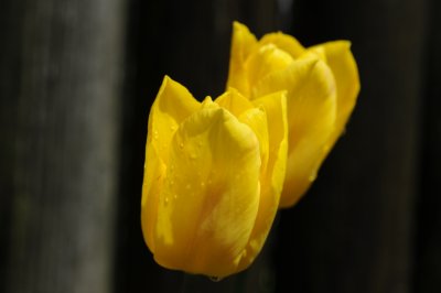 tulip after the rain 034.jpg