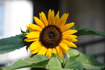 sunflower loves the heat