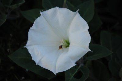 moonflower and bee