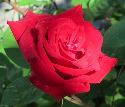 morning Rose.jpg