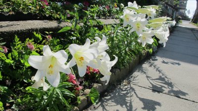 Triumphant lily display .jpg