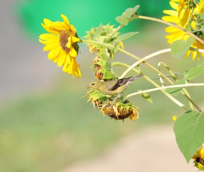 Goldfinch enjoying a sunflower seed .jpg