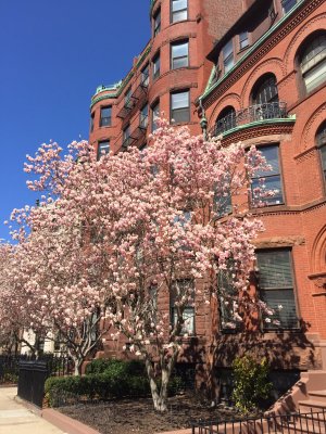 a Spring day in Boston