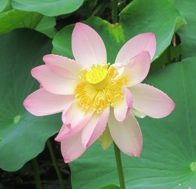 water lily in the rain.jpg
