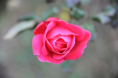 a Christmas Rose