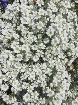 a white blanket of beauty rests in my garden
