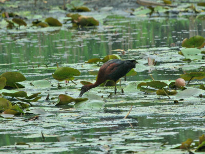 IMG_8666_Glossy Ibis_2.jpg