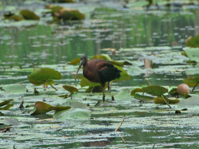 IMG_8683_Glossy Ibis_2.jpg