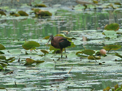 IMG_8684_Glossy Ibis_1.jpg
