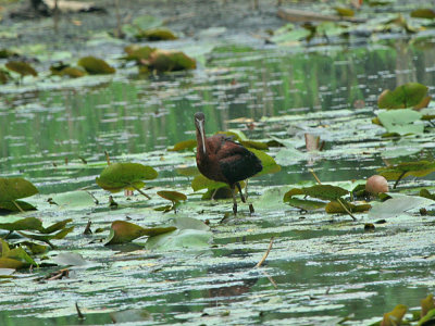 IMG_8696_Glossy Ibis_1.jpg