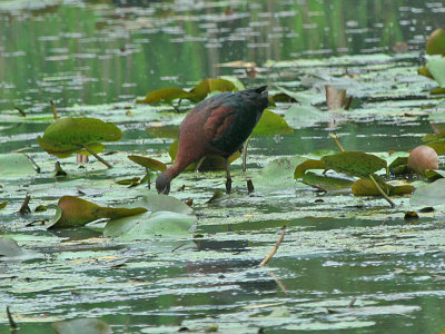 IMG_8703_Glossy Ibis_1.jpg