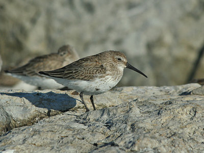 IMG_0591_Dunlin_1.jpg