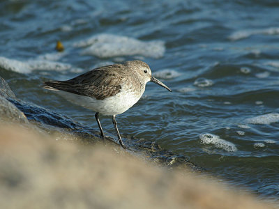 IMG_0638_Dunlin_1.jpg
