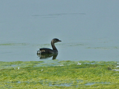 IMG_8164_Pied-billed Grebe_1.jpg