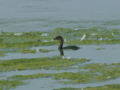 IMG_8170_Pied-billed Grebe_1.jpg