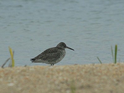 IMG_1162_Short-billed Dowitcher_1.jpg
