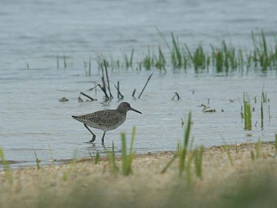 IMG_1164_Short-billed Dowitcher_1.jpg