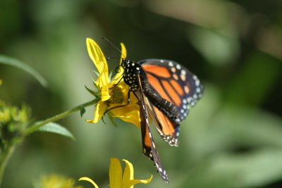 insects
