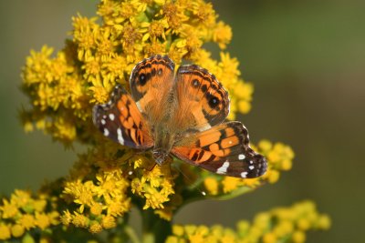 Butterfly MigrationCape May 1010 190_1.jpg