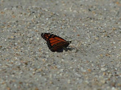 Butterfly MigrationCape May 1010 200_1.jpg