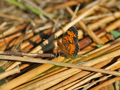 Butterfly MigrationCape May Buckeye 1010 037_1.jpg