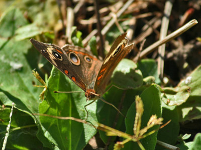 Butterfly MigrationCape May Buckeye 1010 067_1.jpg