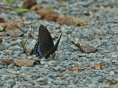 IMG_8338_Butterfly_1.jpg