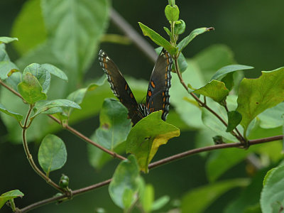 IMG_8357_Butterfly_1.jpg