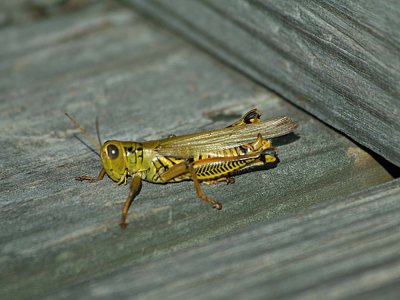 Butterfly MigrationCape May Grasshopper 1010 181_1.jpg