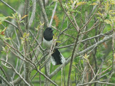 IMG_1219_Eastern Towhee_1.jpg