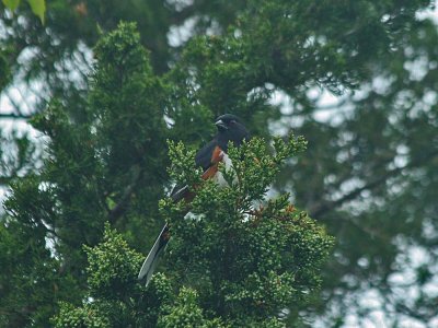 IMG_1255_Eastern Towhee_1.jpg