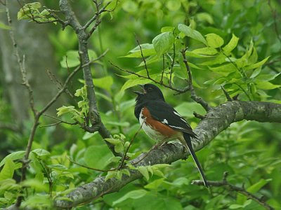 IMG_1303_Eastern Towhee_1.jpg