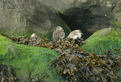 IMG_2484_Semipalmated Sandpiper.jpg