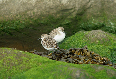 IMG_2494_Semipalmated Sandpiper.jpg
