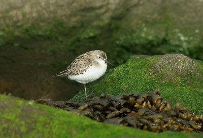 IMG_2505_Semipalmated Sandpiper.jpg