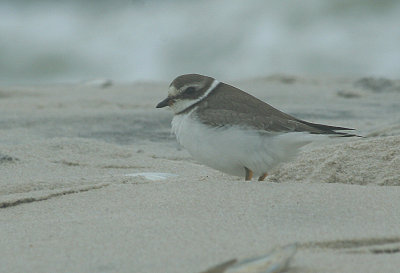 IMG_2376_Semi Palmative plover-1.jpg