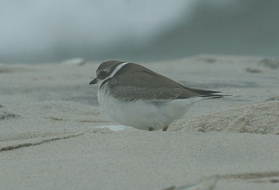 IMG_2384_Semipalmated Plover-1.jpg