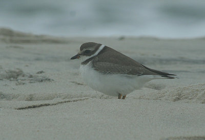 IMG_2401_Semipalmated Plover-1.jpg