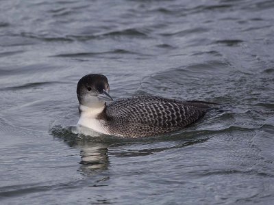 common_loon