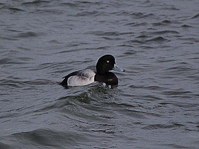 IMG_2920_Greater Scaup_1.jpg