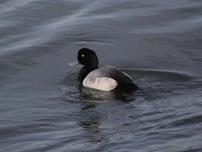 IMG_2923_Greater Scaup_1.jpg