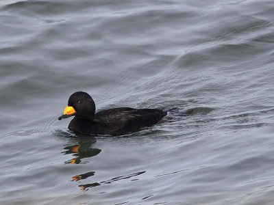 black_scoter