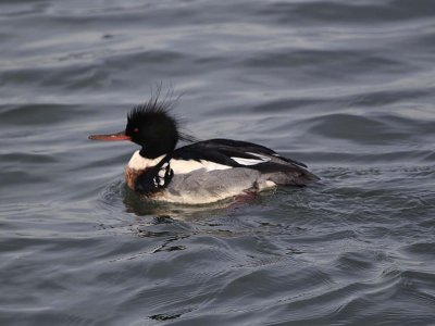 red-breasted_merganser