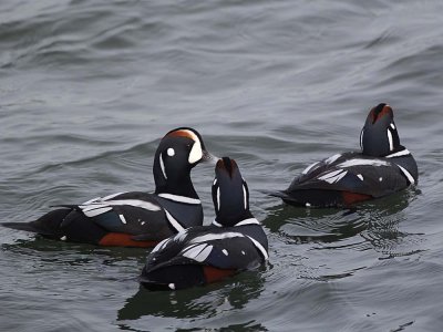 IMG_3035_Harlequin_Duck_1.jpg