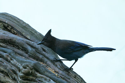 stellers_jay_ca