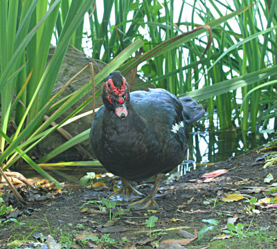 IMG_9742_Muscovy Duck_1.jpg