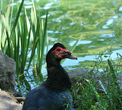 IMG_9788_Muscovy Duck_1.jpg