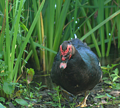 IMG_9756_Muscovy Duck_1.jpg