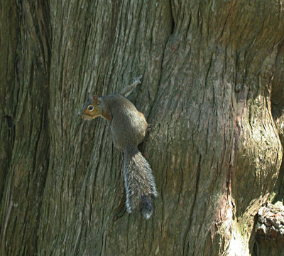 IMG_9443_Californa_Ground Squirrel_1.jpg