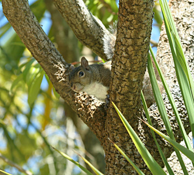 squirrel
